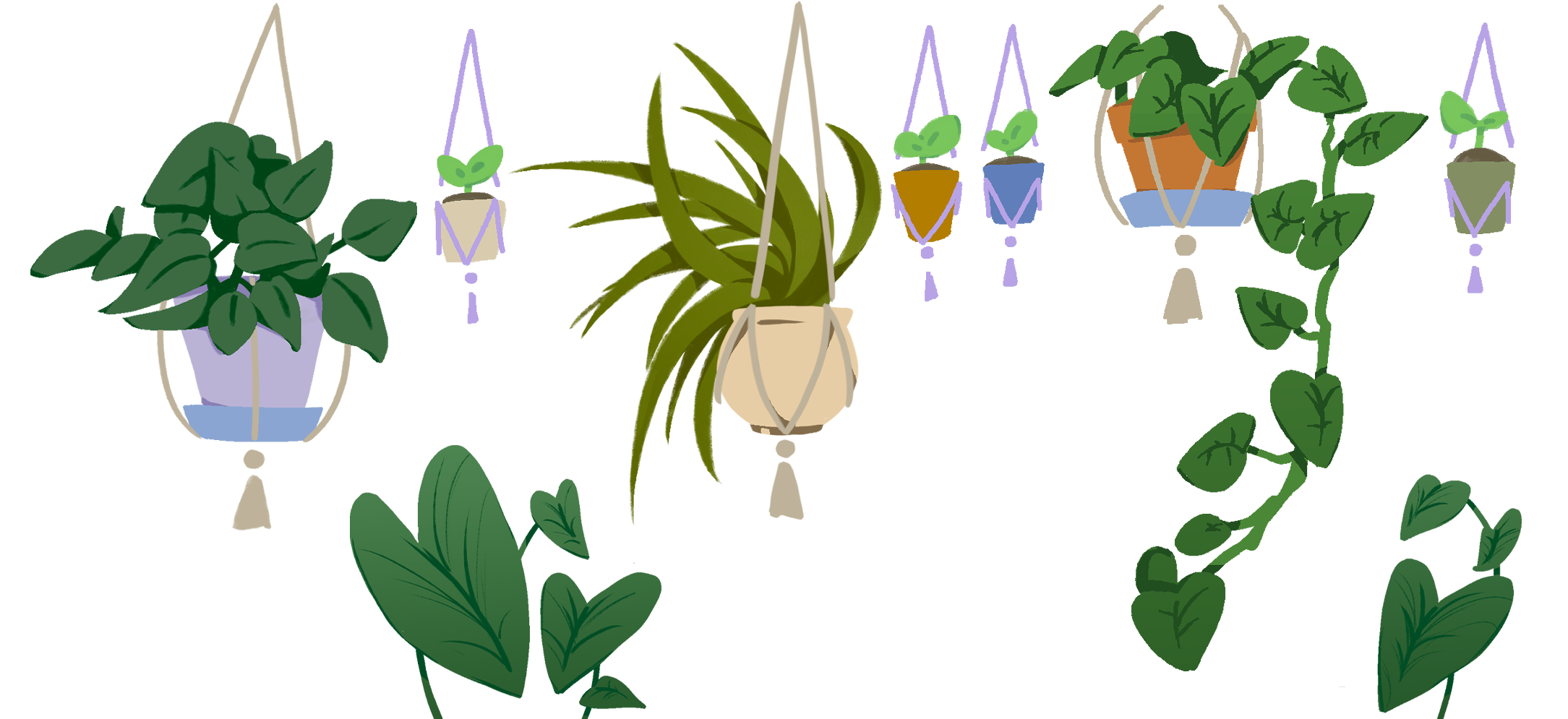 plants