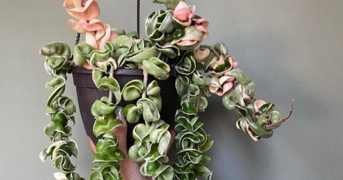 Close-up of Hoya Rope Plant Variegated showing cream and green spiral leaves with intricate twisted texture