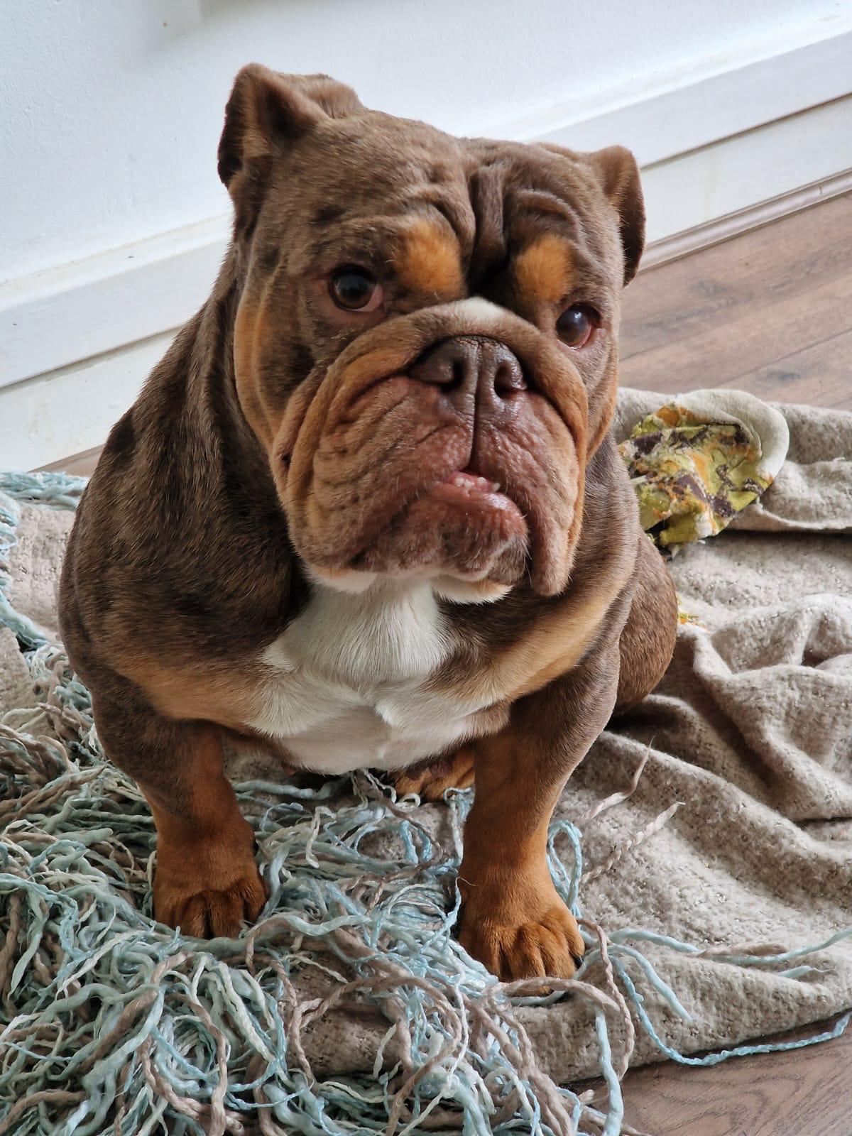 A Gold Tree Organics dog — calm by design.