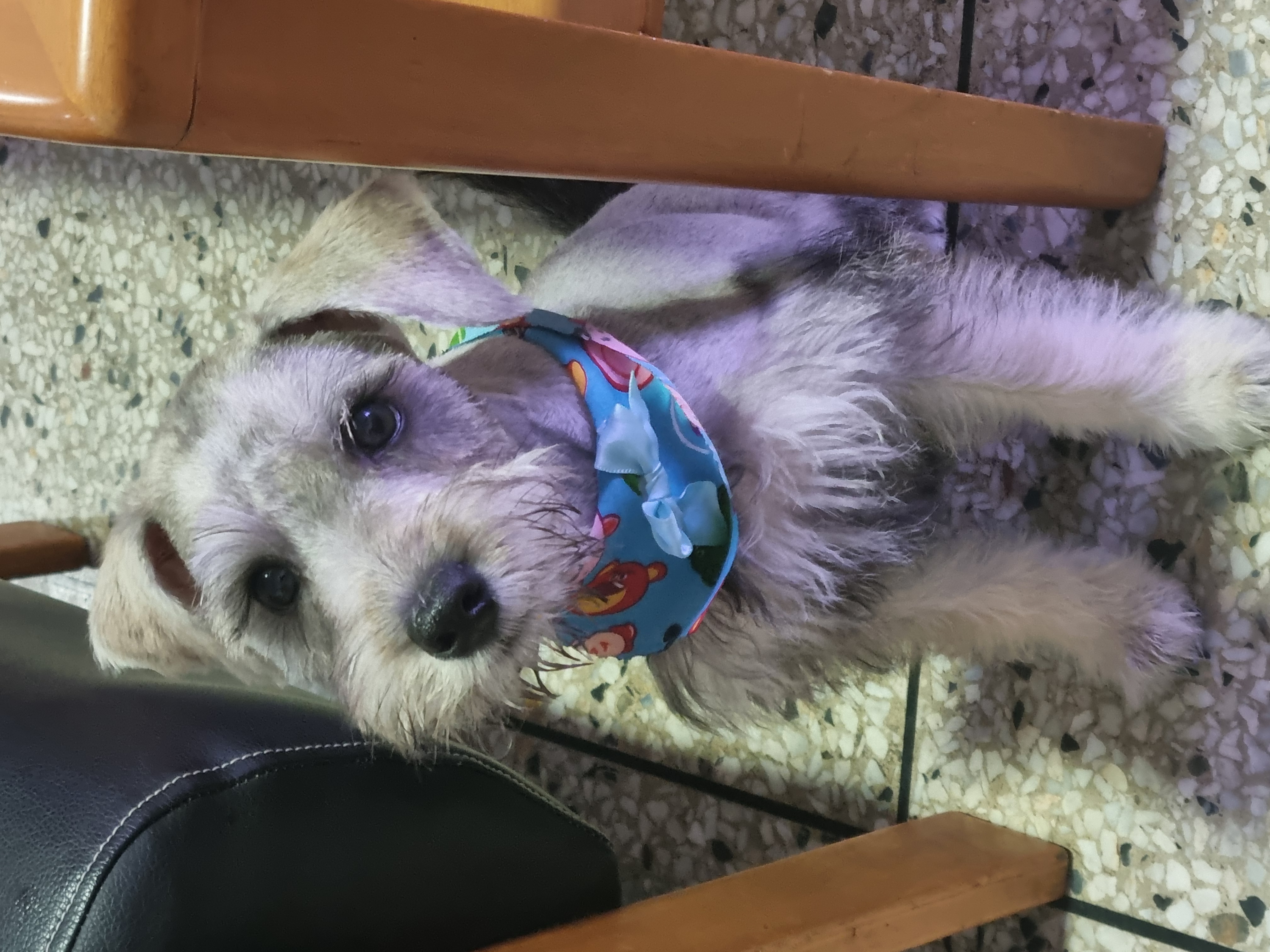 Picture of a 3 month old gray Schnauzer puppy, he's sitting next to a coffee table, recently bathed and groomed, wearing a small toy story 3 bandanna with a small blue bow