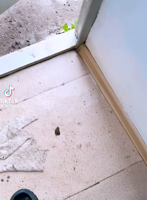 Ayudando a una rana a salir a pasear