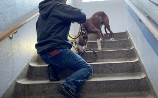 Rescue mission at the abandoned building