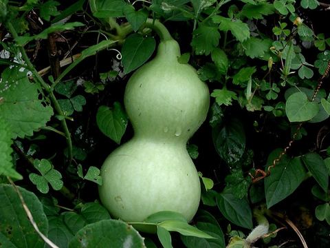 Food 23: Fresh Lauki / Bottle Gourd (High Water & Electrolyte Matrix)