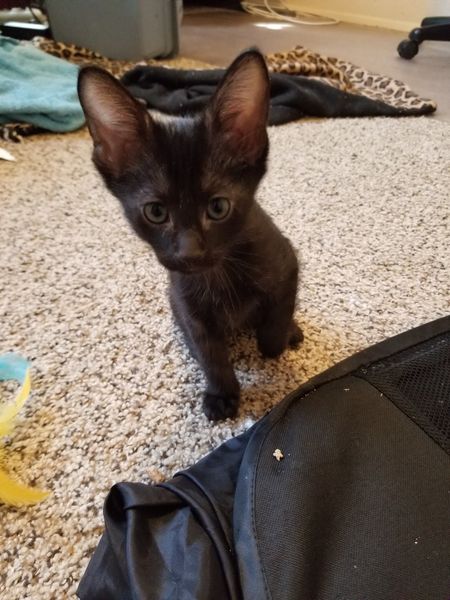 My cat