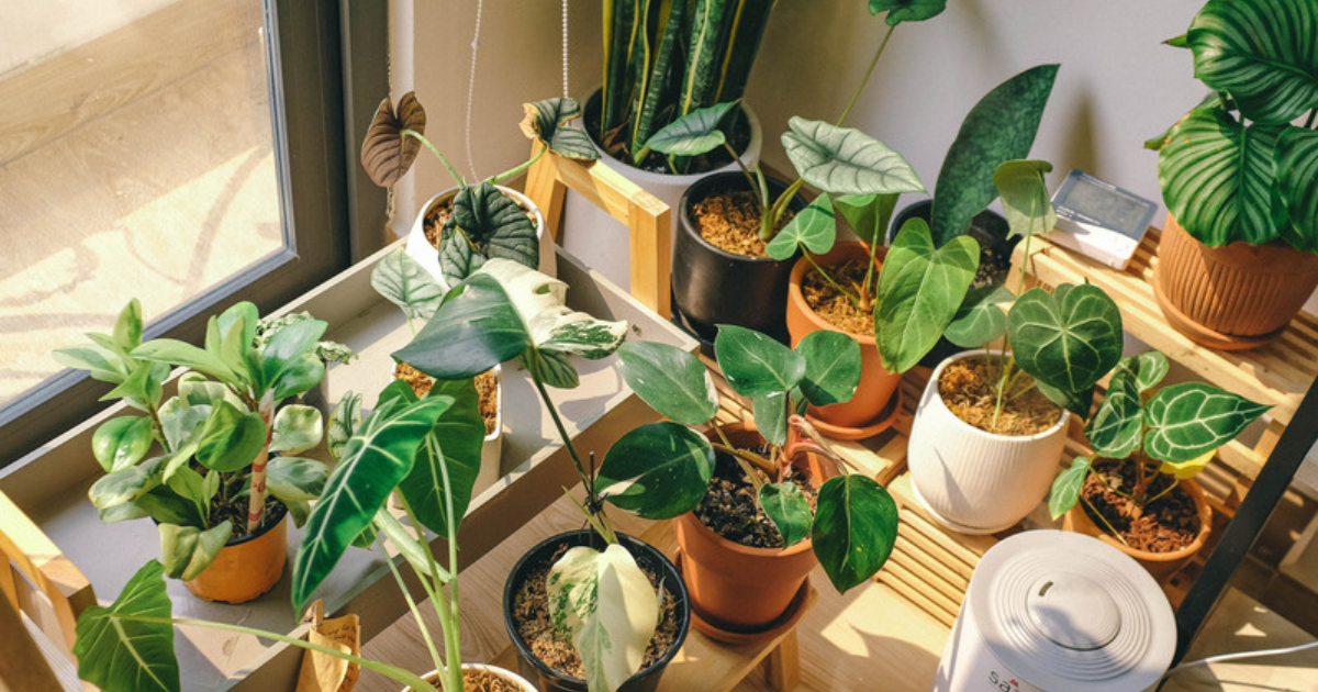 Wooden plant shelf by a sunny window filled with tropical houseplants and a small white humidifier