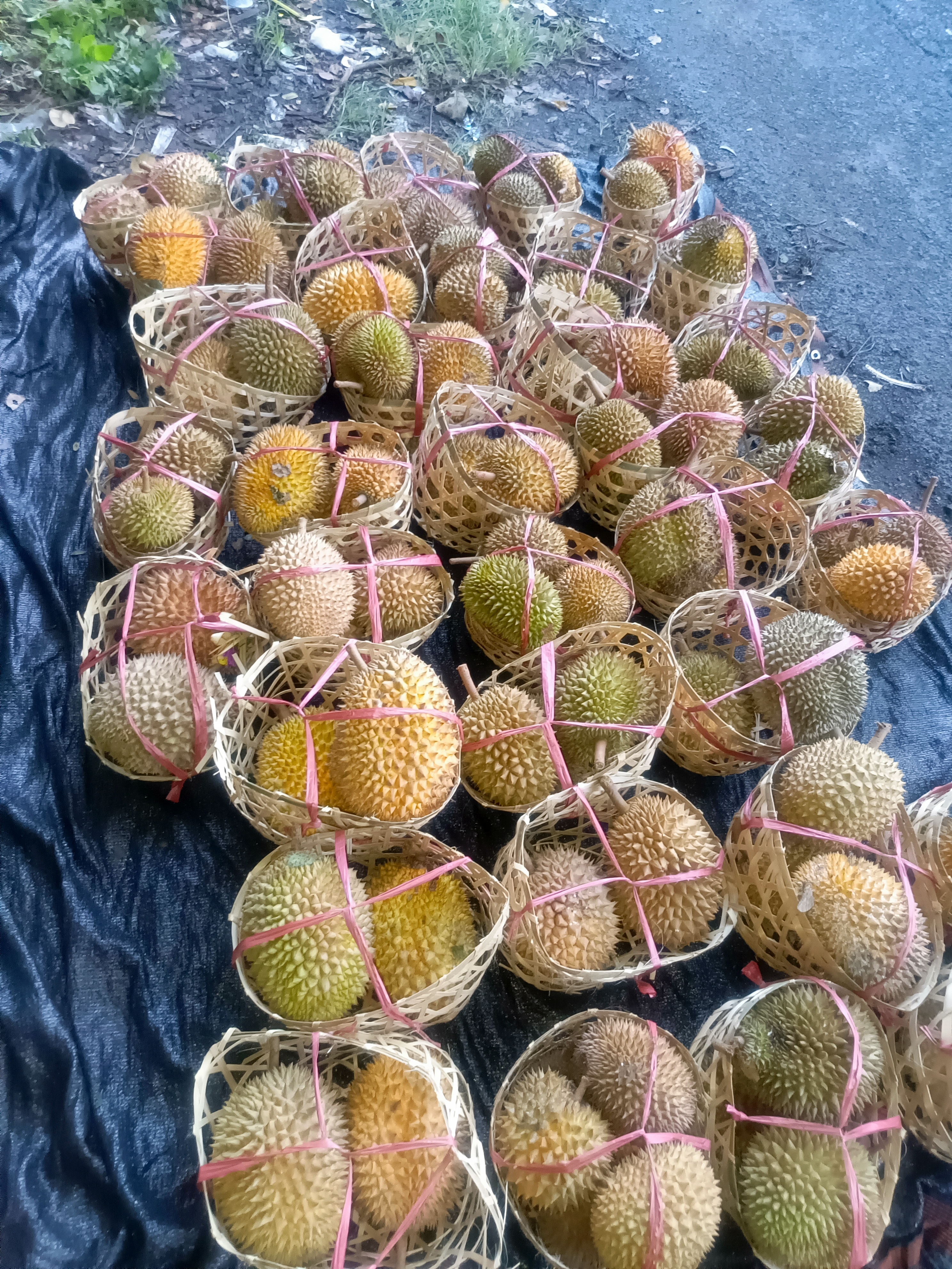 Durian Bali Singaraja Premium - Daging Tebal Kuning Keemasan