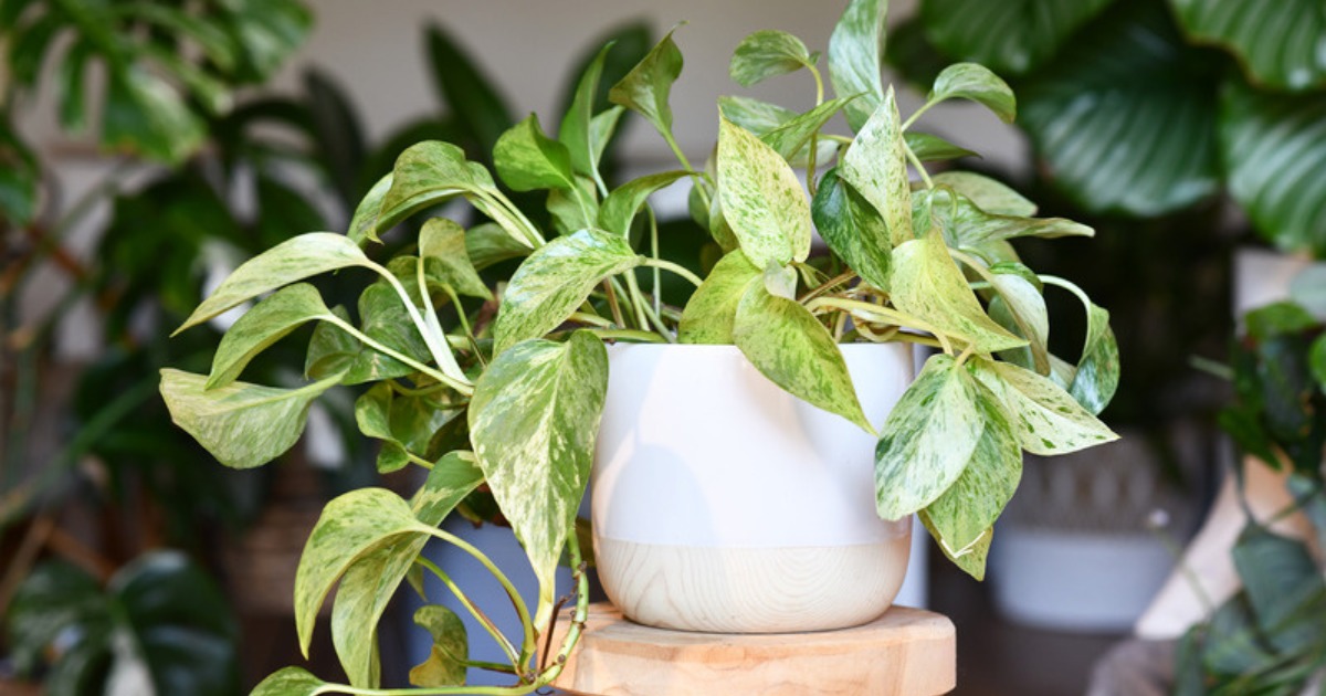 Variegated pothos on a desk, an easy care plant gift that thrives in office light
