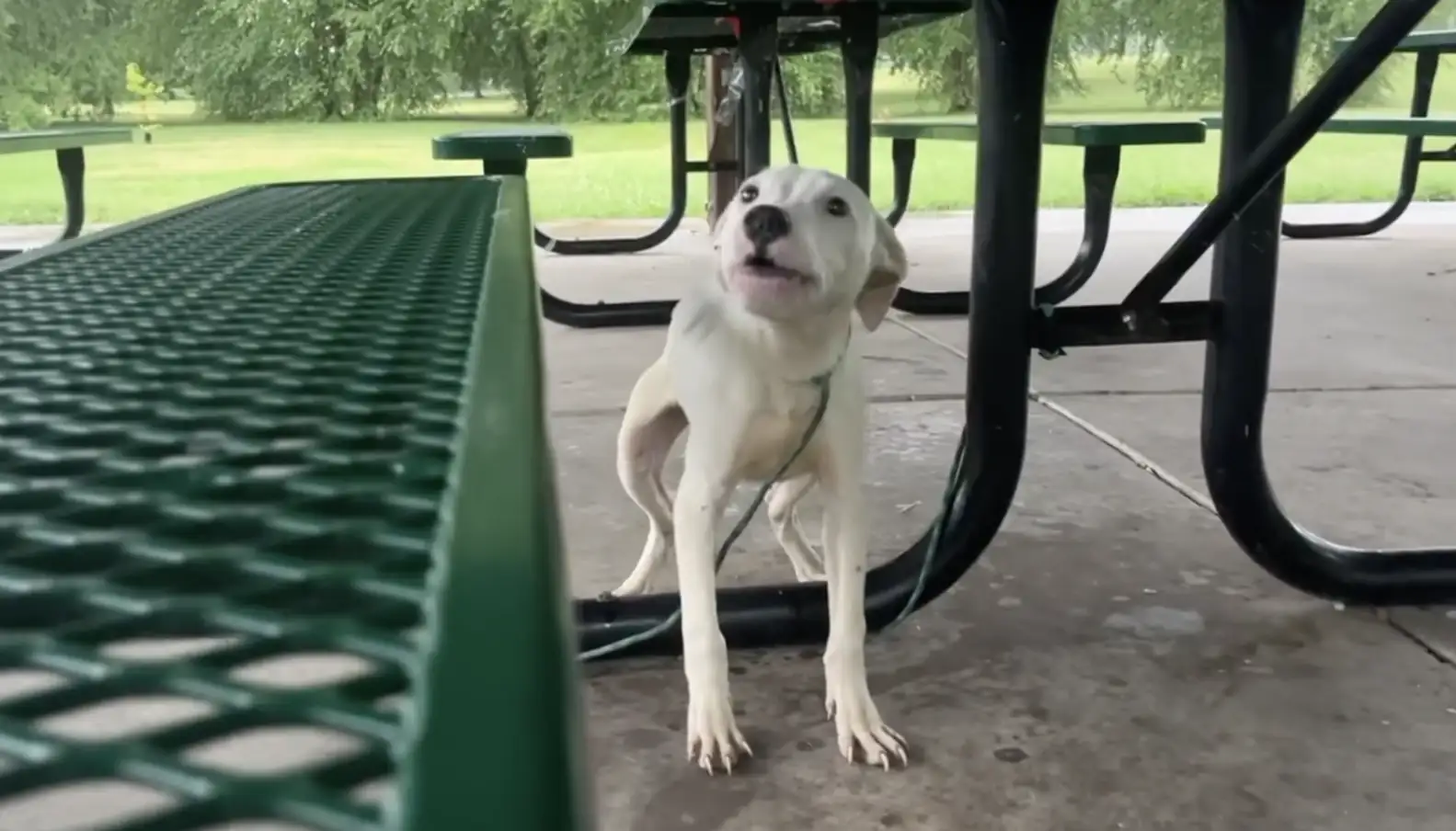 Rescuer approaching the terrified dog