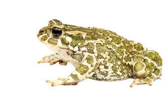 a picture of an european green toad.