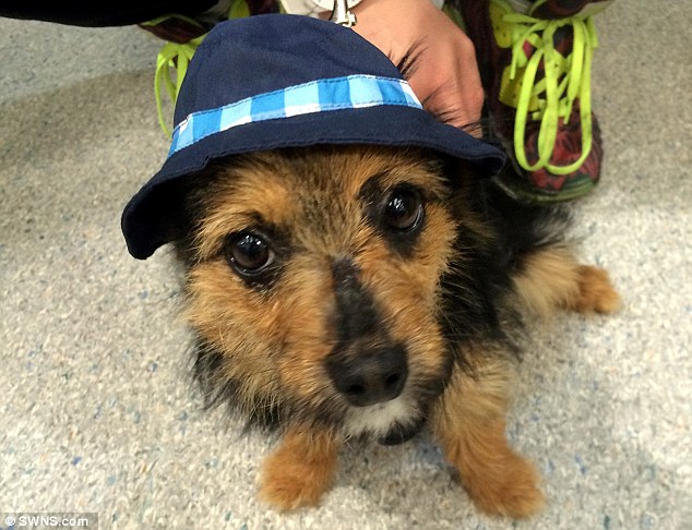 Dog back home with family