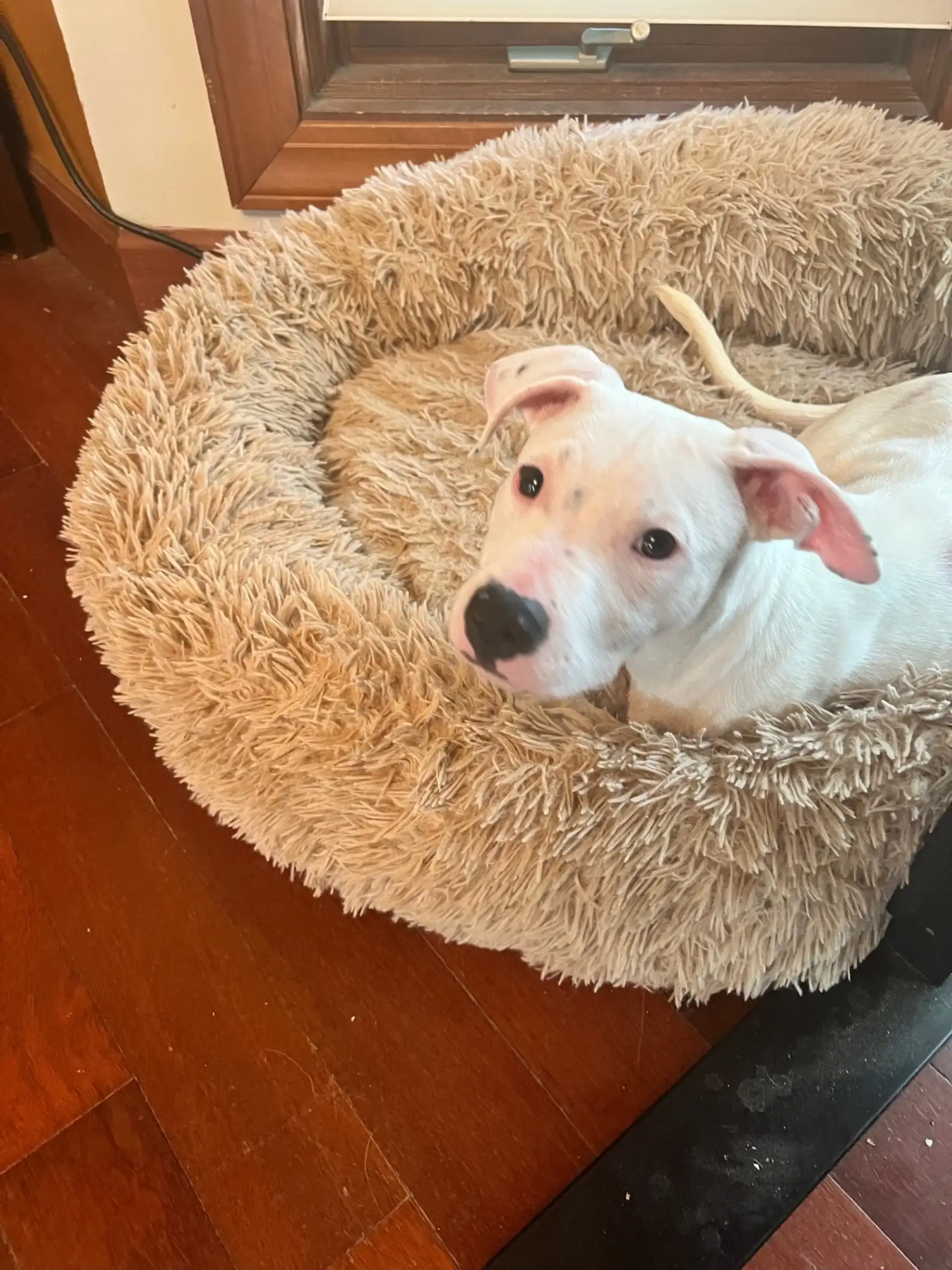 Wilbur resting comfortably indoors