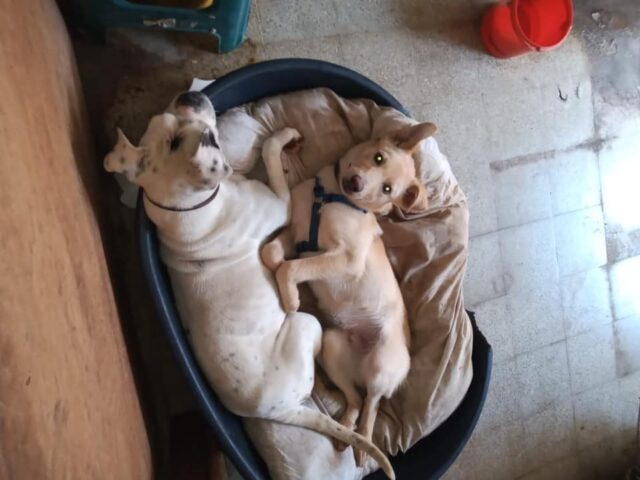 Boston playing happily and smiling
