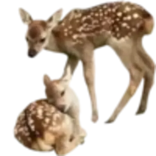 a cool deer :3