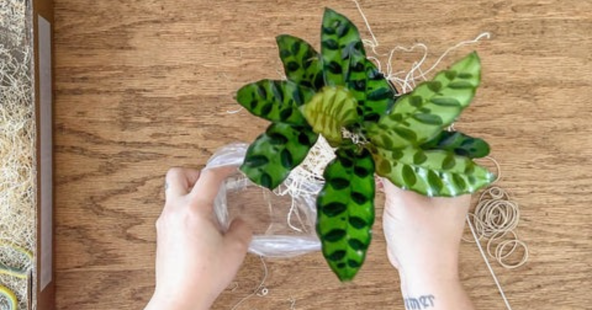 A live houseplant packed and ready to ship greenhouse-direct to your door