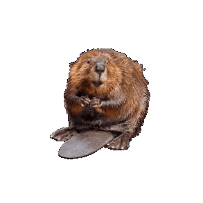 Horizontally Rotating Bober