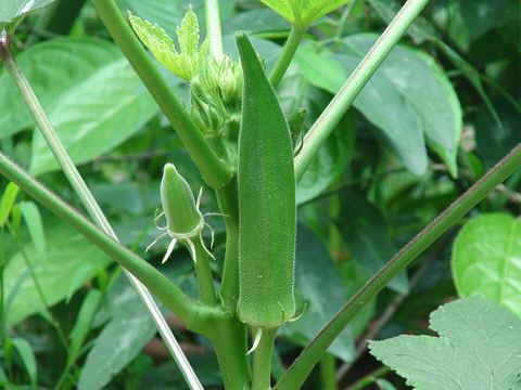 Food 7: Bhindi / Lady's Finger (Soluble Mucilage & Myricetin)