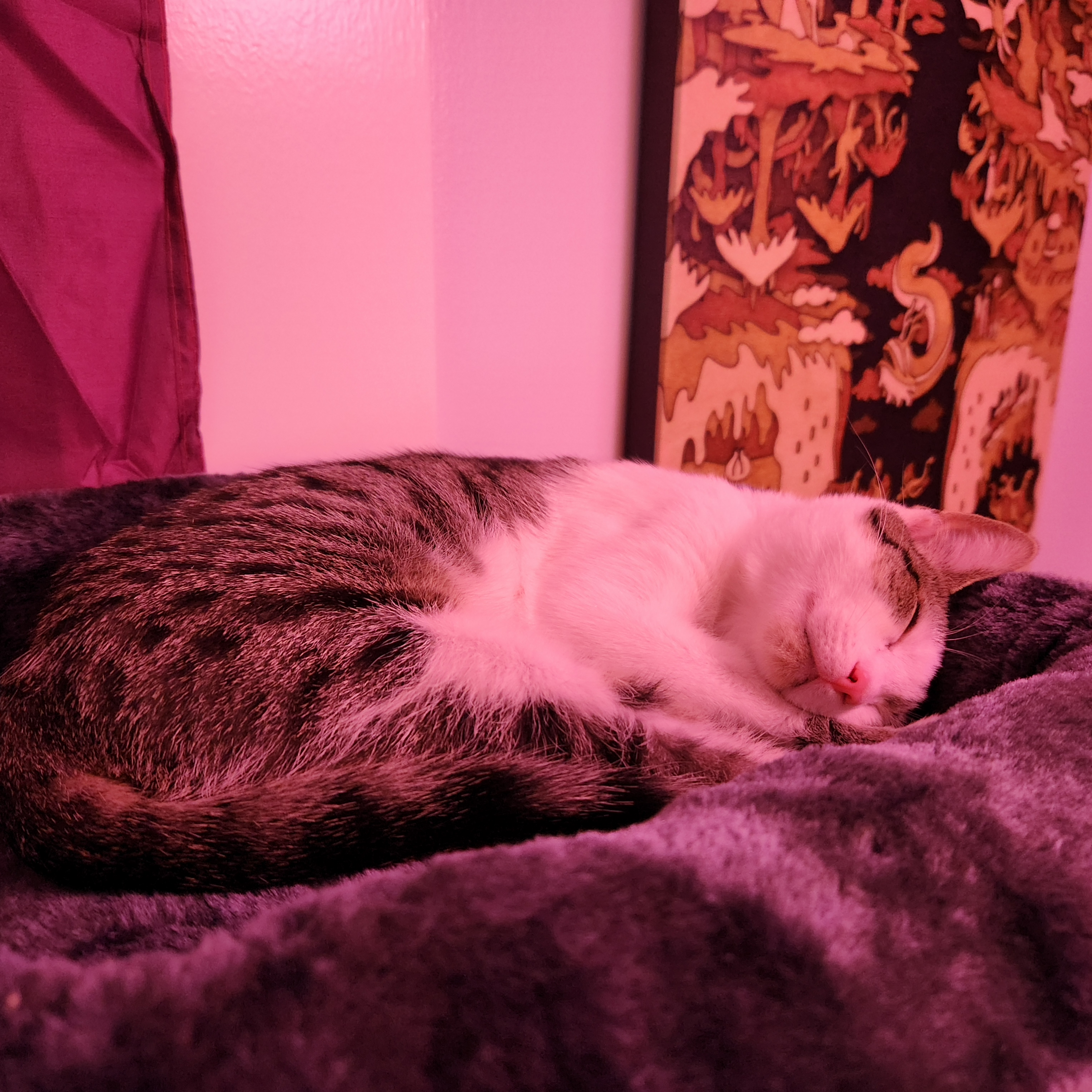 A white and brown-patterned cat curled up in bed with soft lighting