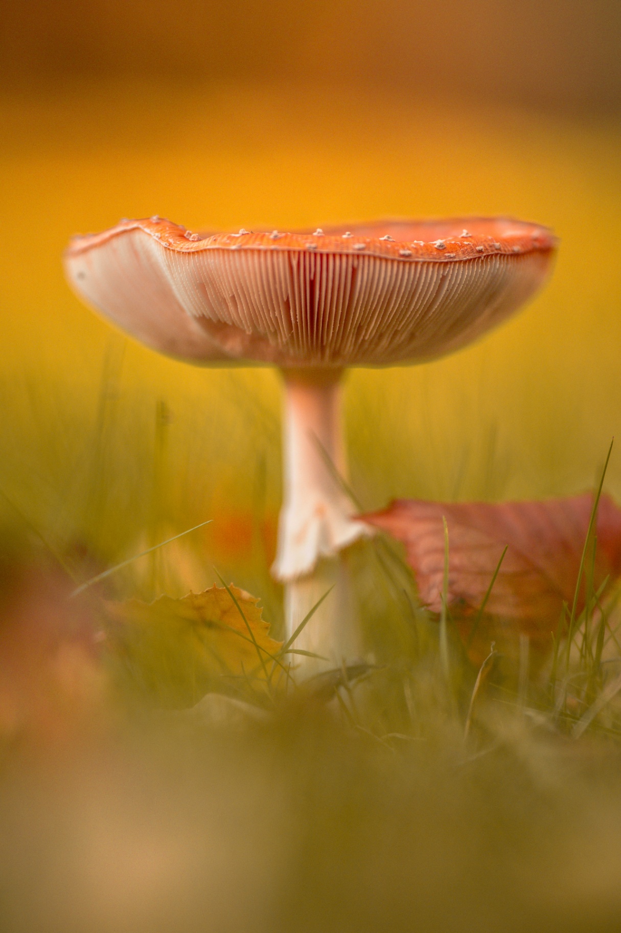 Untitled Image