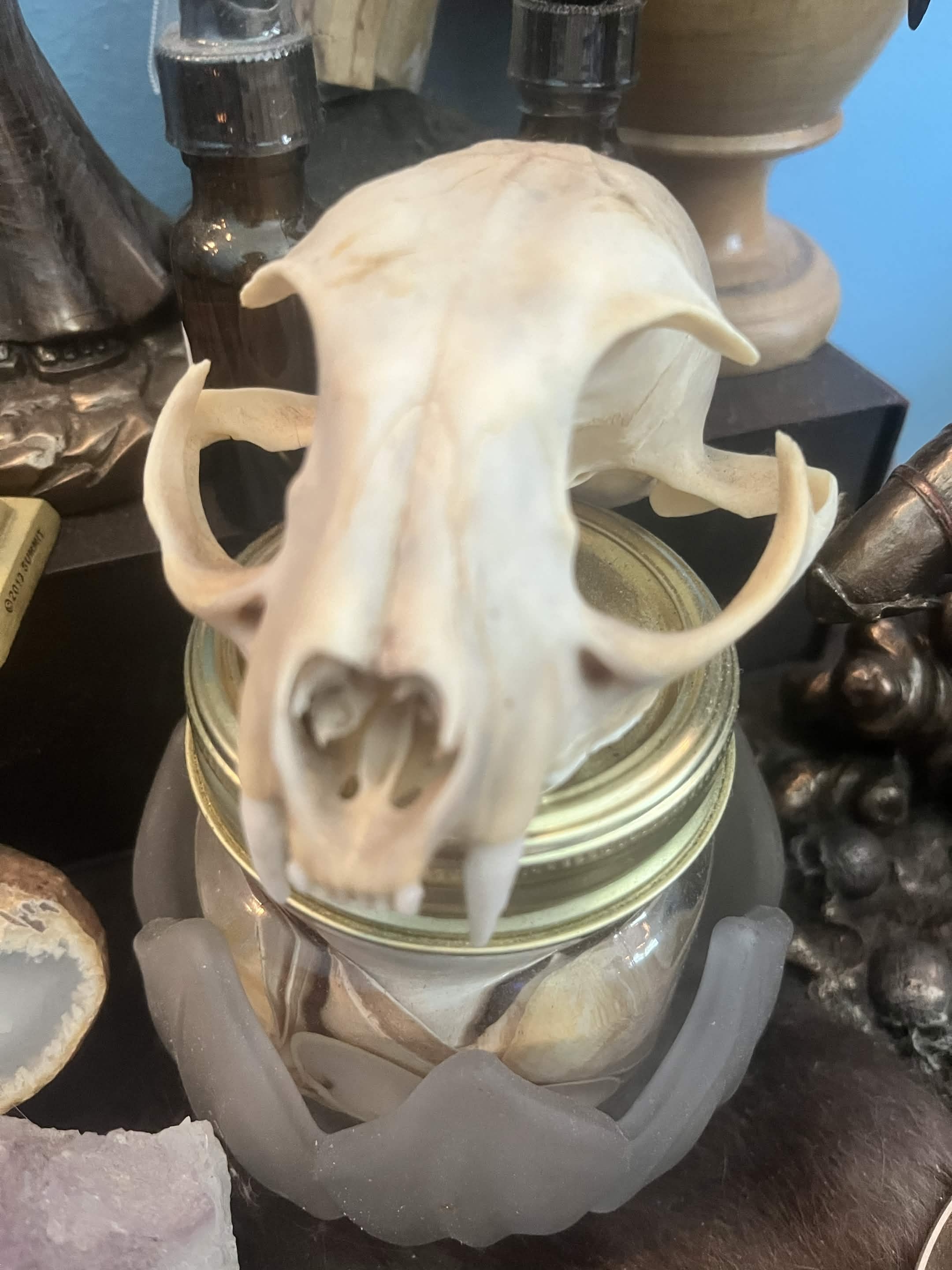 Franklin skull