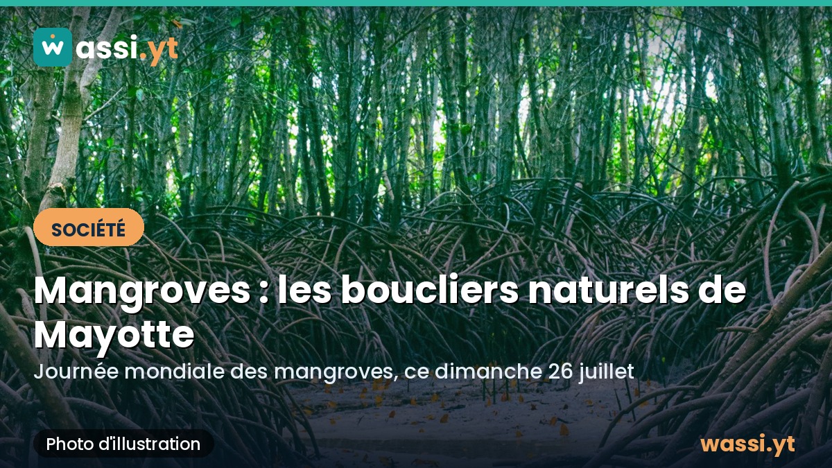 Journée mondiale des mangroves : pourquoi ces forêts protègent Mayotte