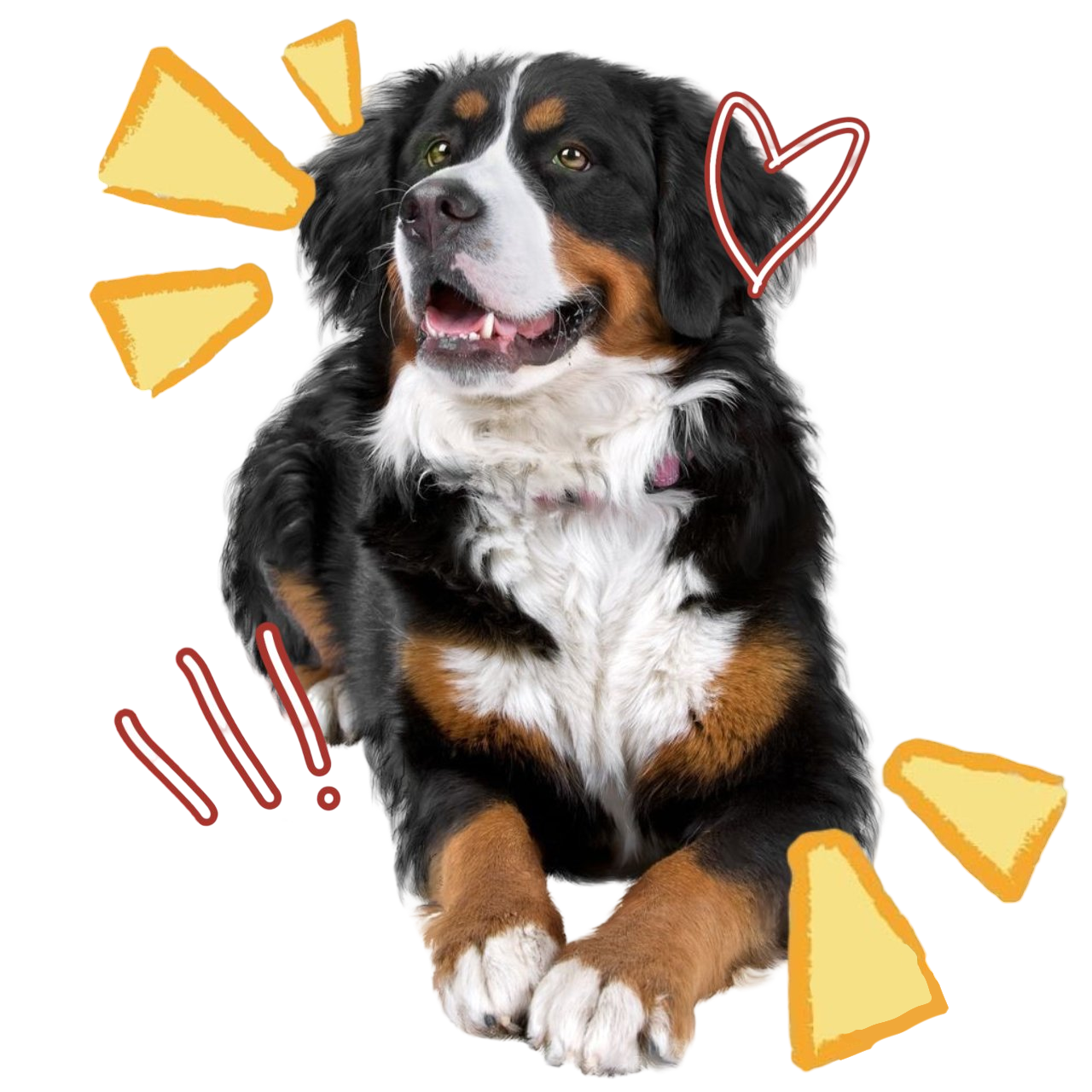 erm bernese moutain dog