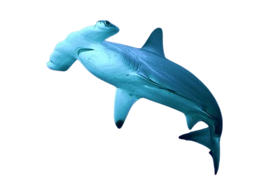 hammerhead