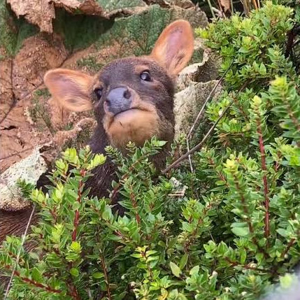 Pudu rejects meal; refuses to elaborate