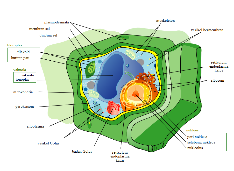 Diagram struktur sel tumbuhan lengkap