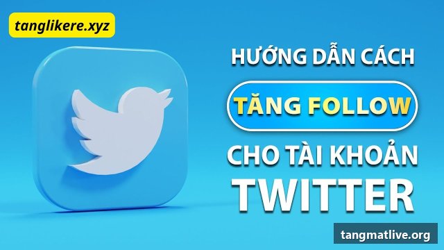 Dịch vụ tăng follow Twitter/X tại Tangmatlive.org