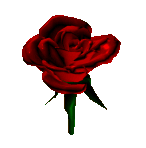 this was a cute spinny rose gif