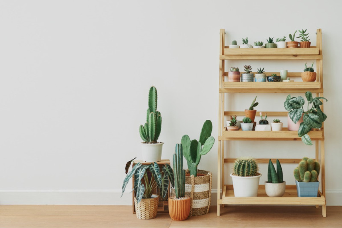 Wooden ladder shelf displaying succulents, cacti and small potted plants at staggered heights against a white wall