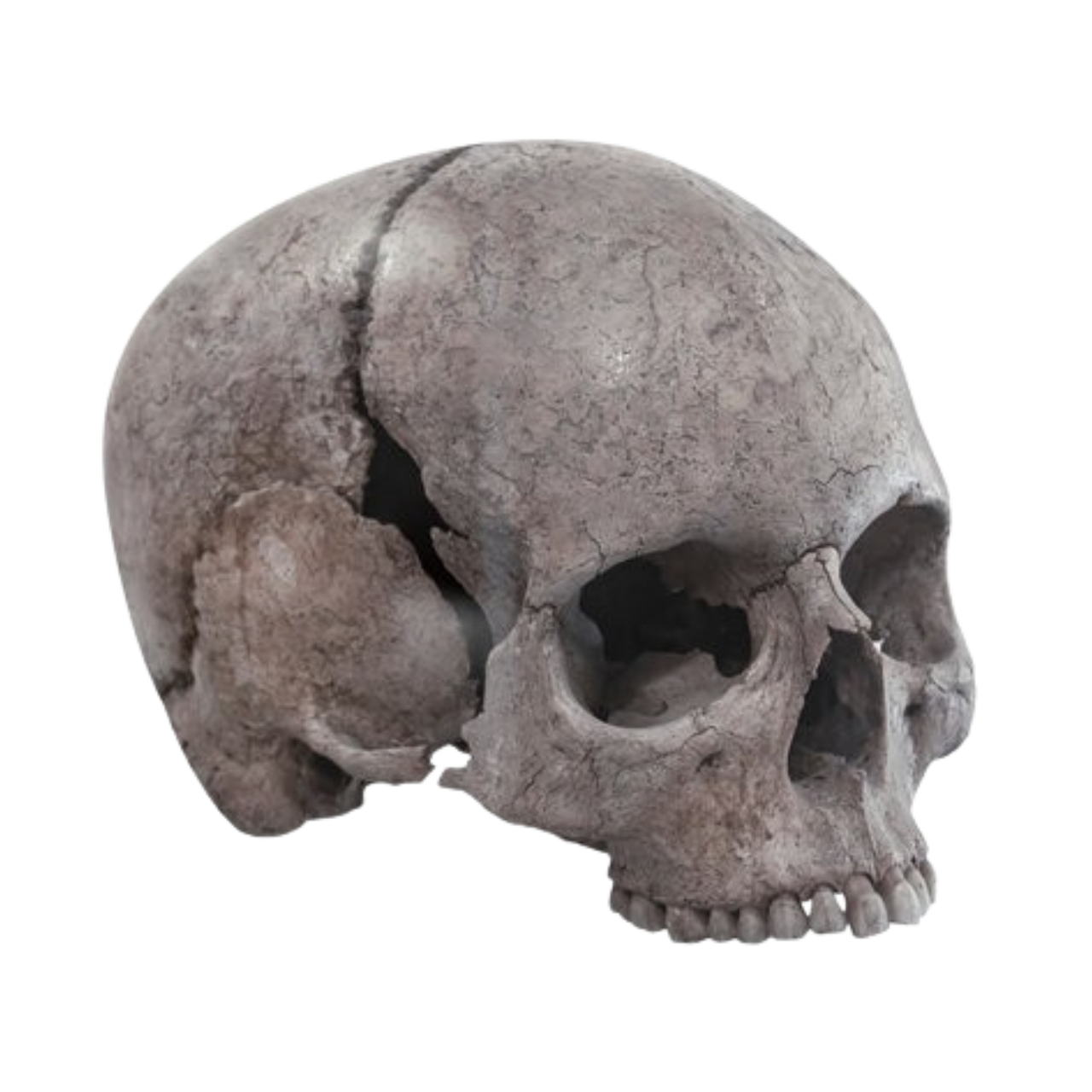 skull
