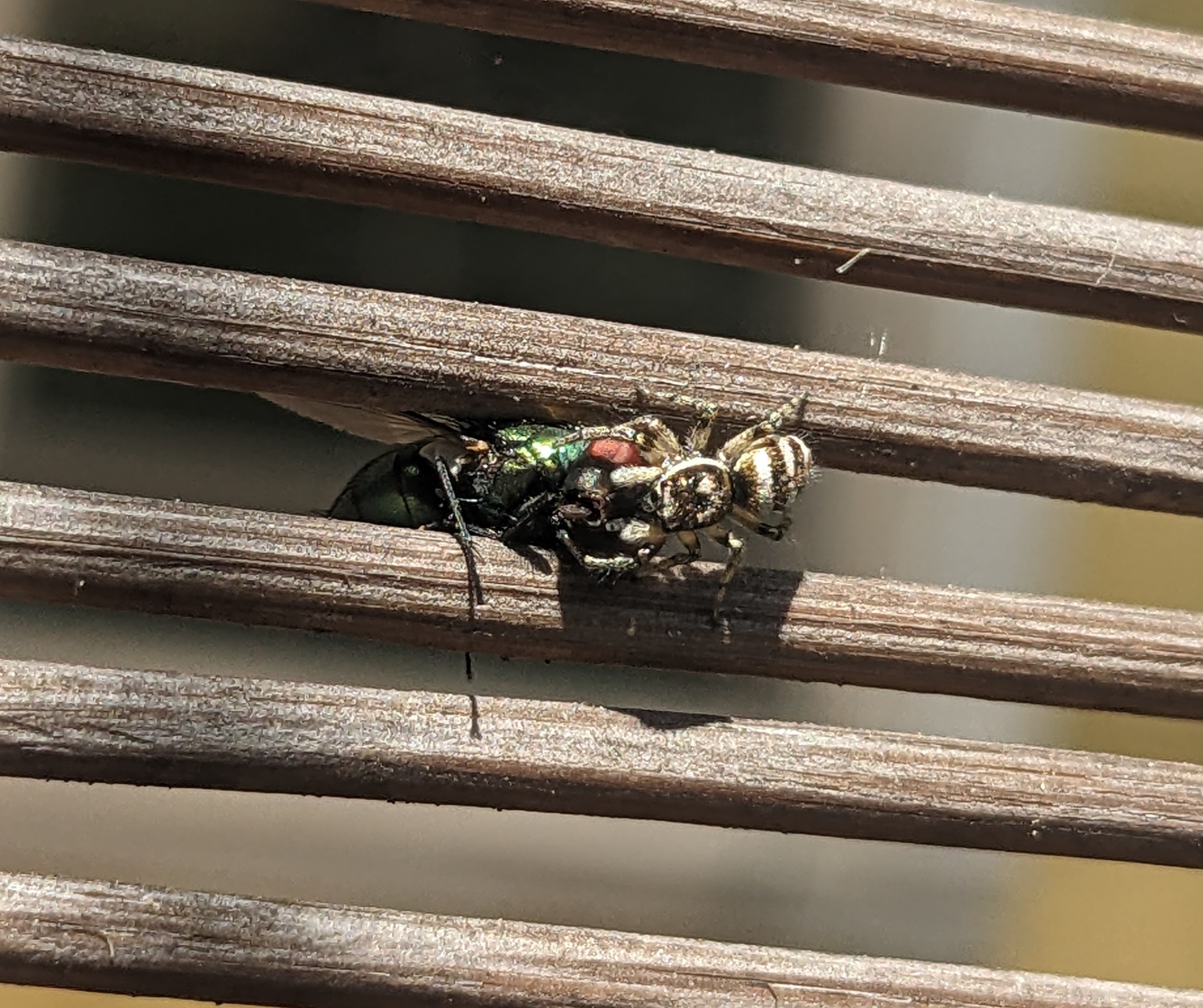 Bug Photos