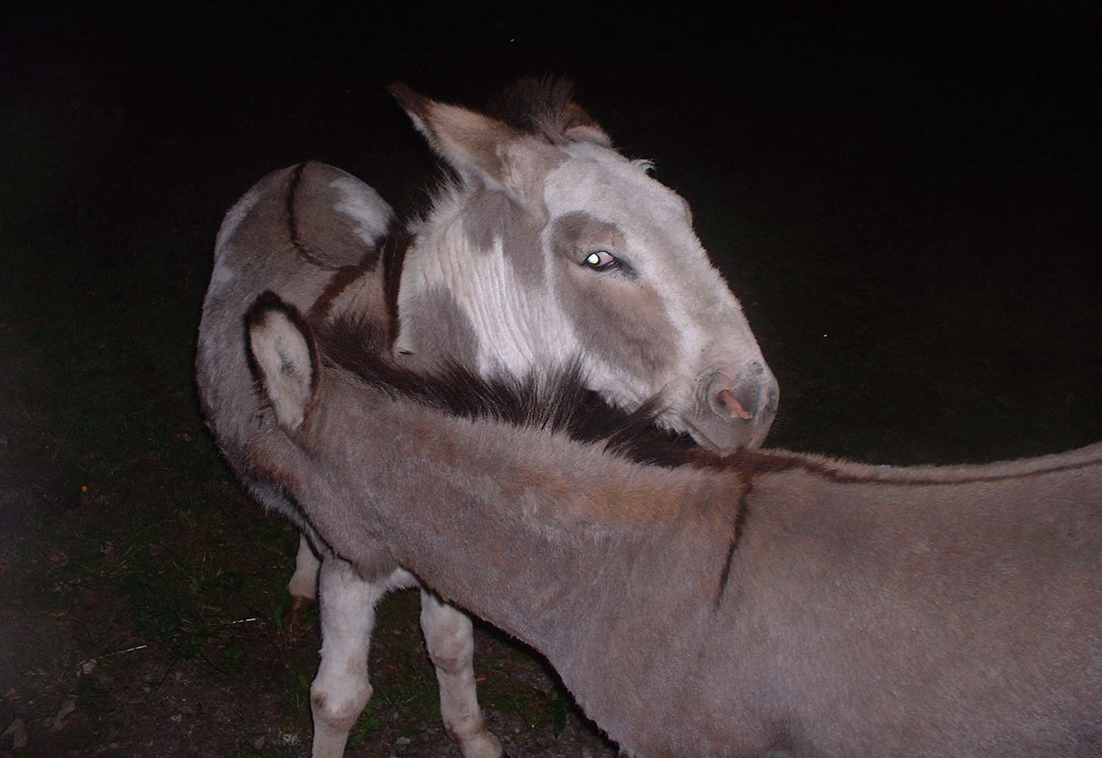 two donkeys in the dark