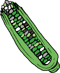 aromantic flag colored corn on the cob