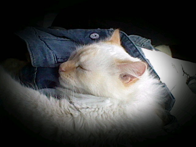 A close-up photo of Ángel's face taken while on a road trip. He is laying on my mother's jean jacket with his eyes closed