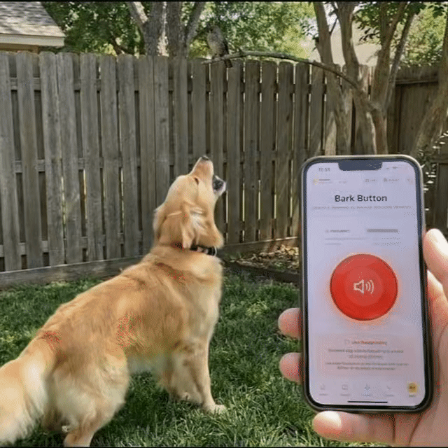 Dog stops barking instantly when Bark Button is tapped