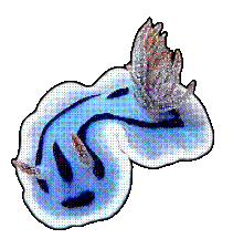 sea slug