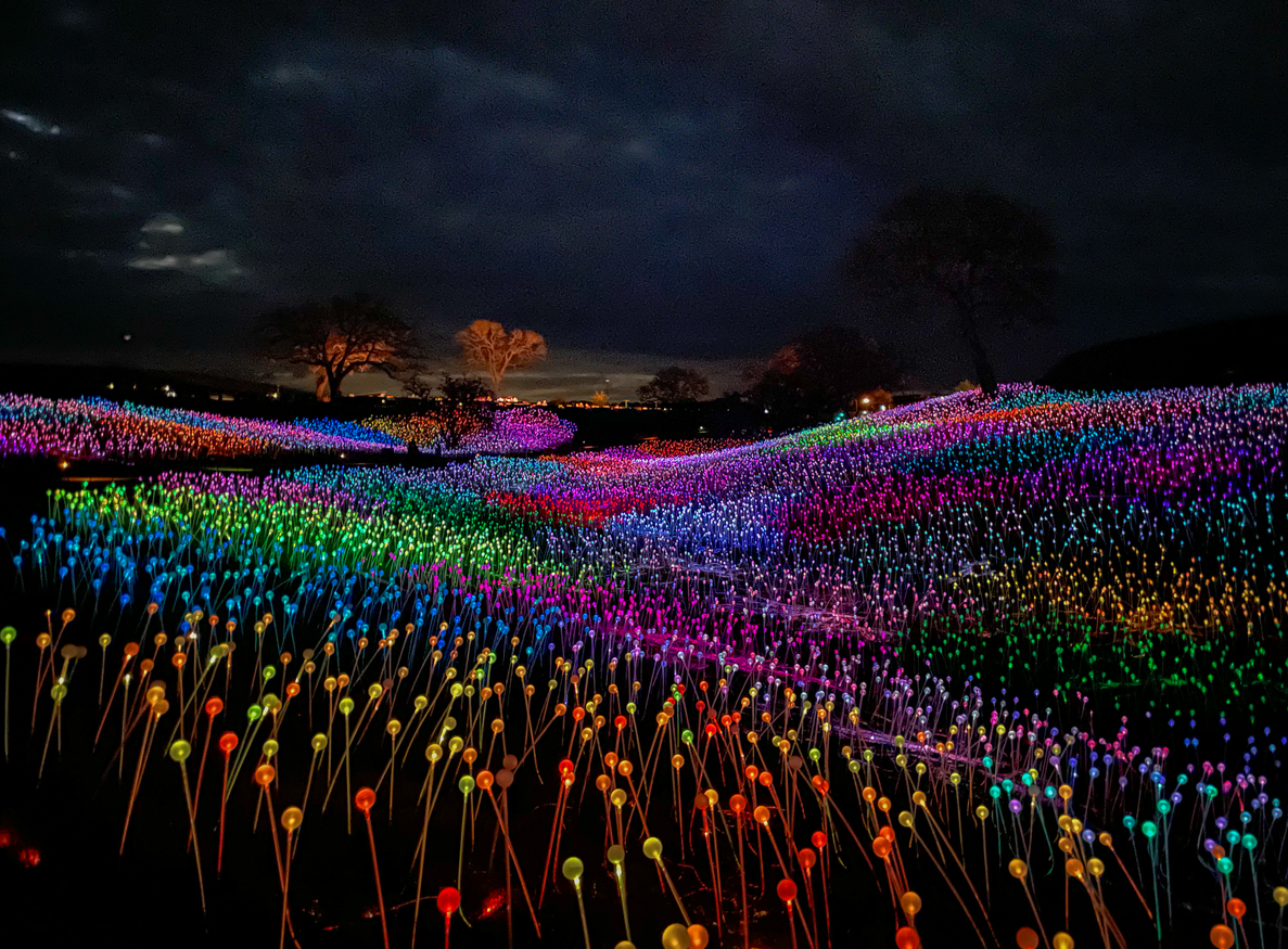 The Field of Lights at Sensorio Paso Robles; a flower garden with artificial illuminated plants