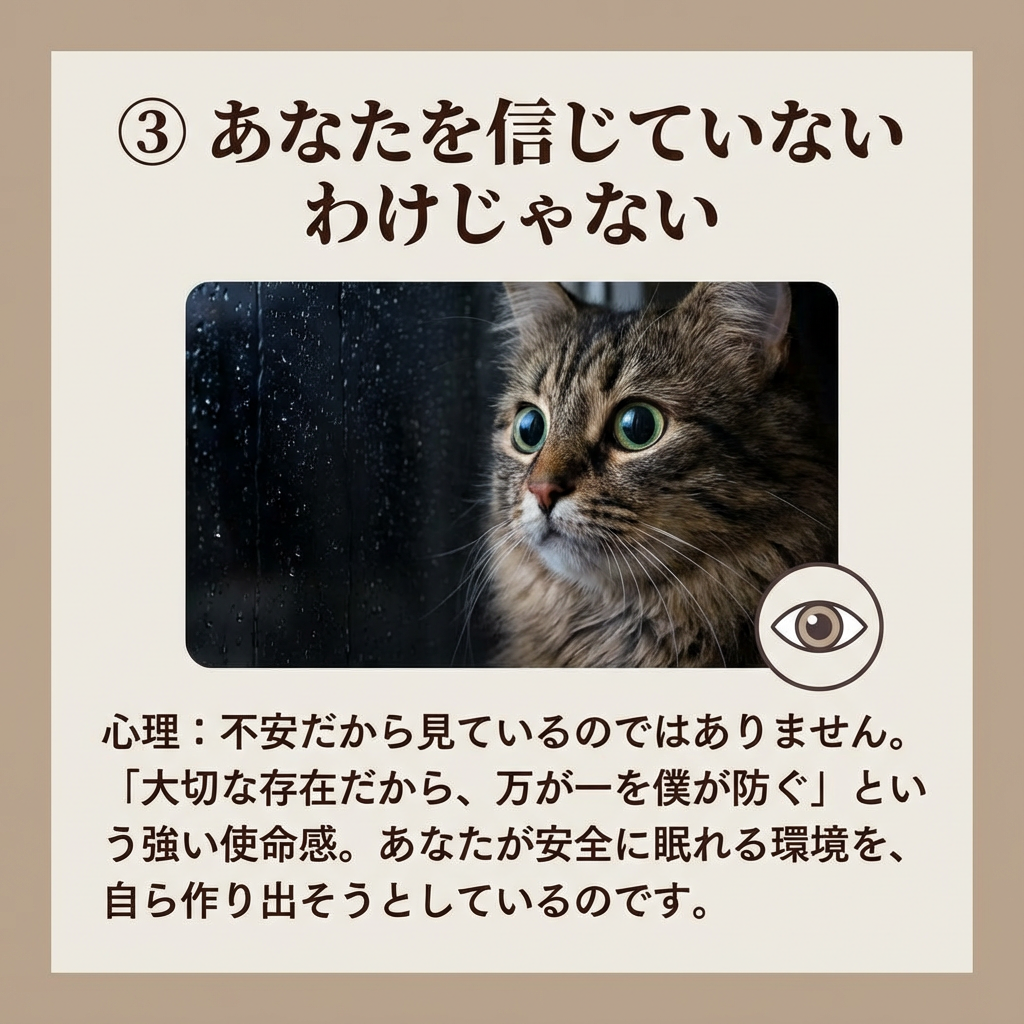 夜中に猫が見つめる理由と愛情のサイン - Image 5