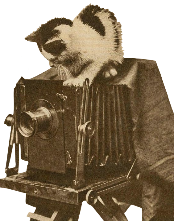 Camera Cat