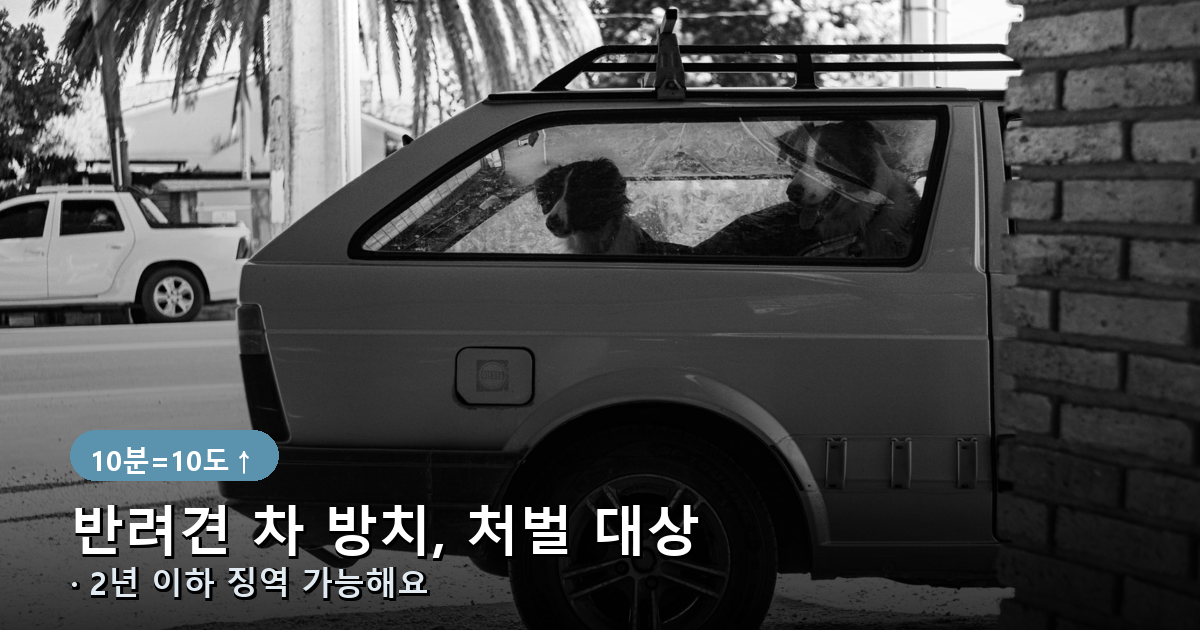 반려동물 차량 방치 시 동물보호법 처벌 안내 배너