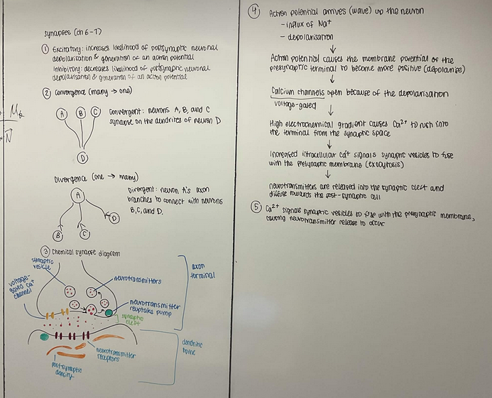 Whiteboard with text answering questions about synapses.