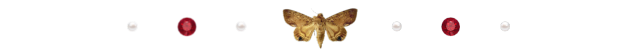 moth