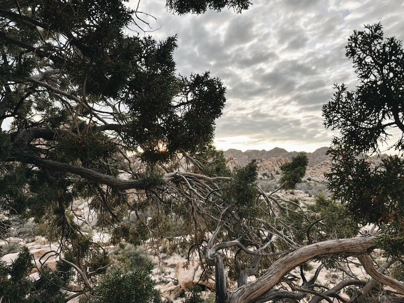 joshua tree np sunset off in distance