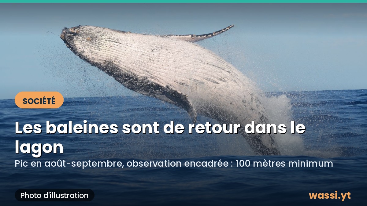 Les baleines à bosse sont de retour dans le lagon : ce qu'il faut savoir avant d'aller les voir