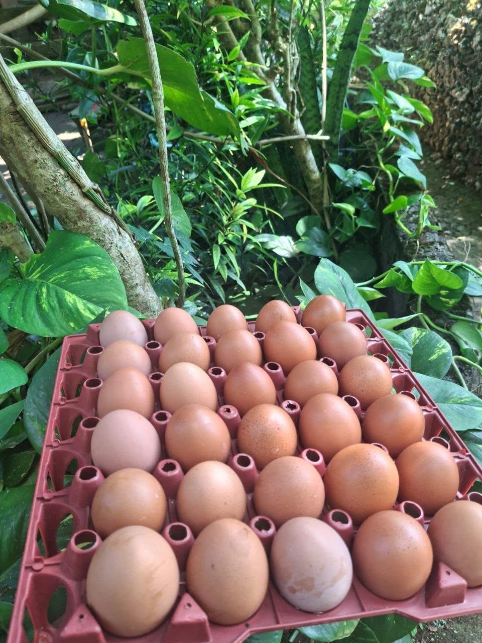 Telur Grade A