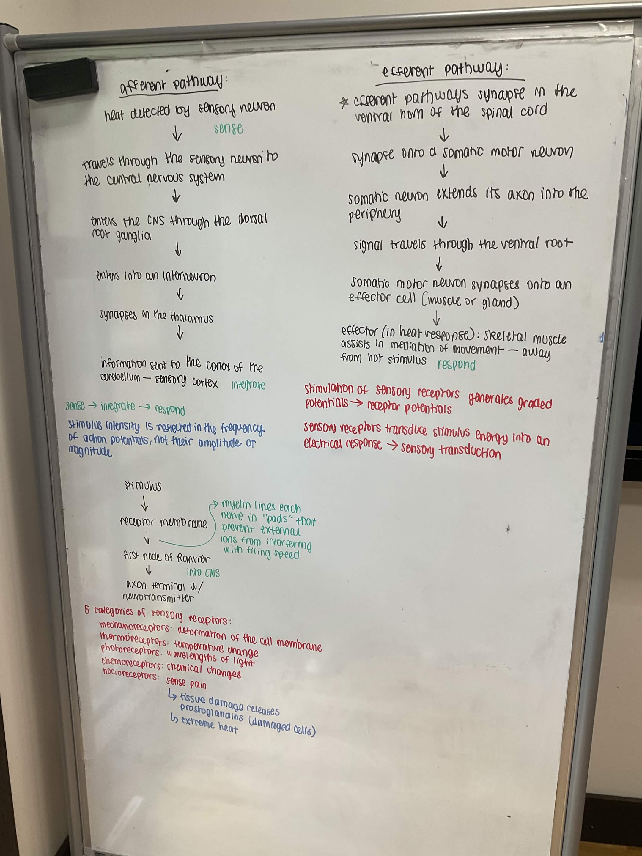 Whiteboard with text demonstrating how afferent and efferent pathways work.