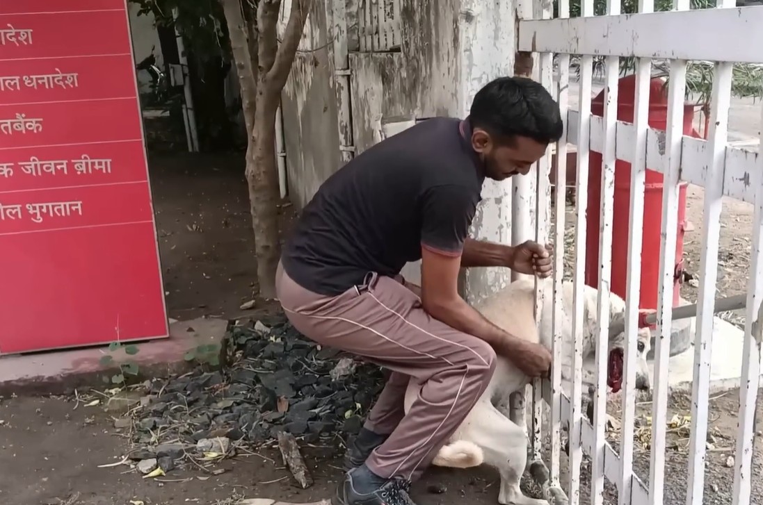 A dog in distress