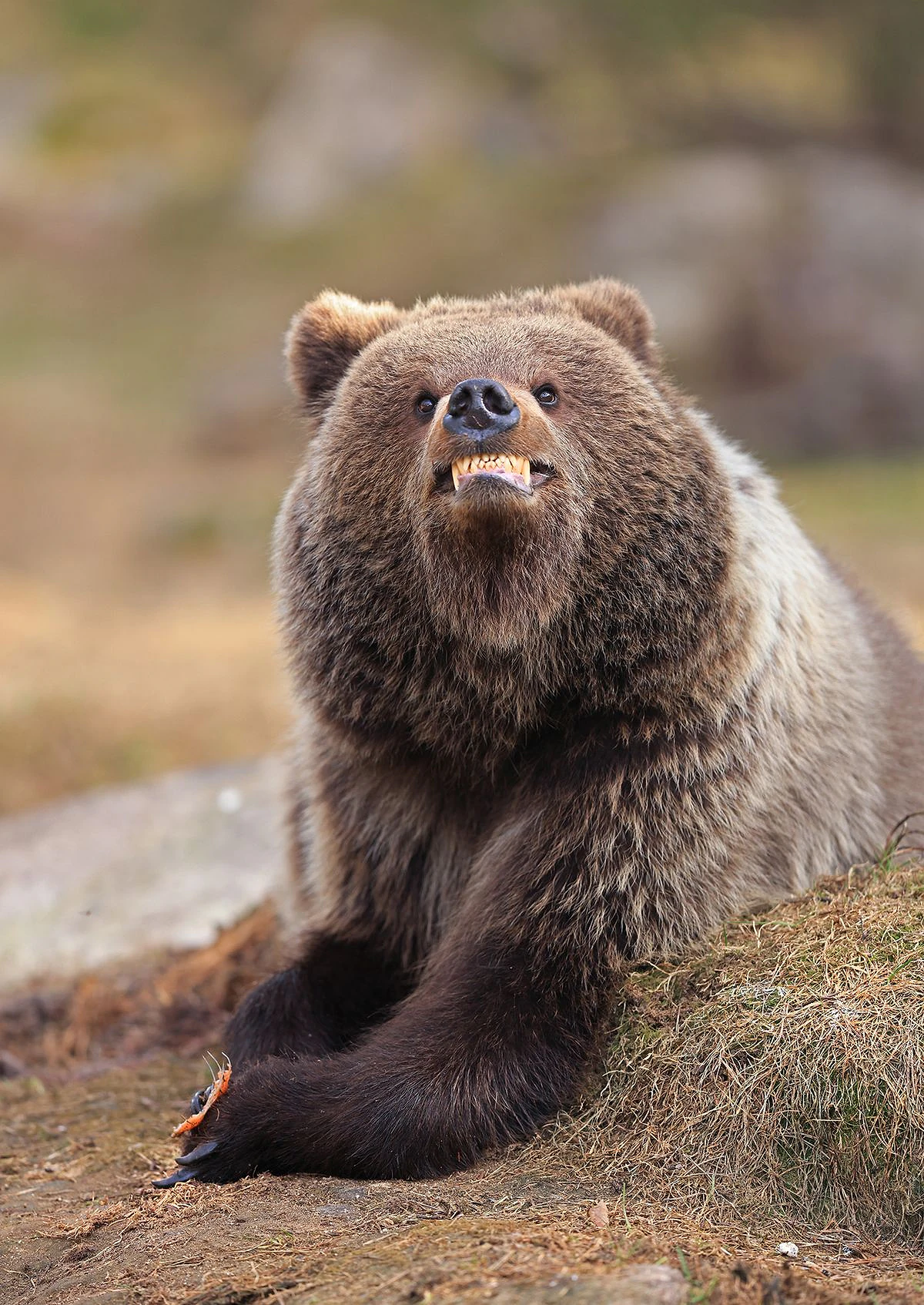 Nikon Comedy Wildlife Awards 2026: Triển Lãm Ảnh Động Vật Cười Ra Nước Mắt - Hình 1